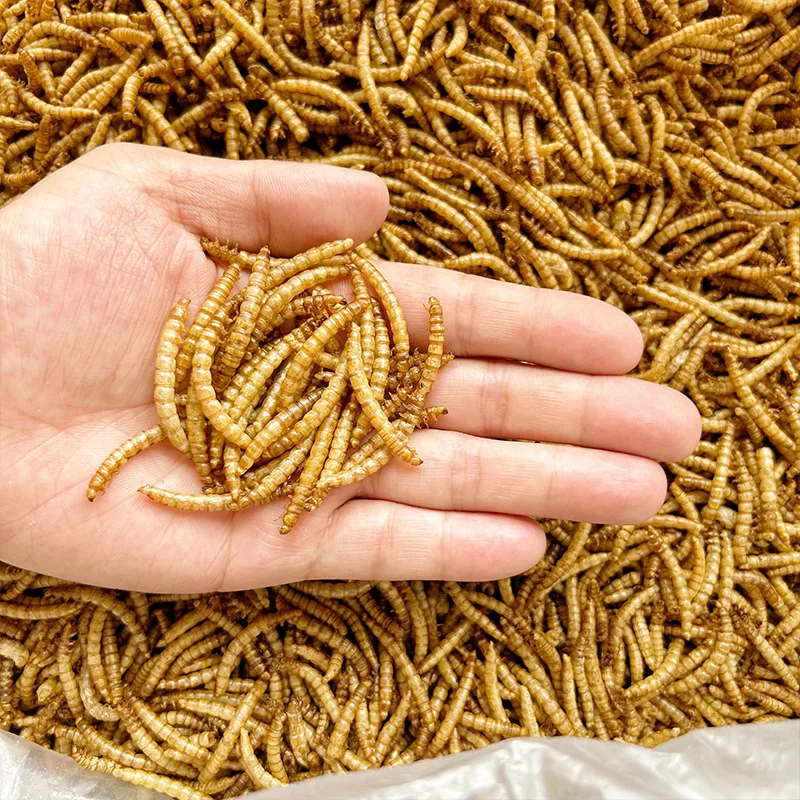 Wholesale Small Pet Treat Food Edible Insect Dried Bread Worms Dried Bread Worms