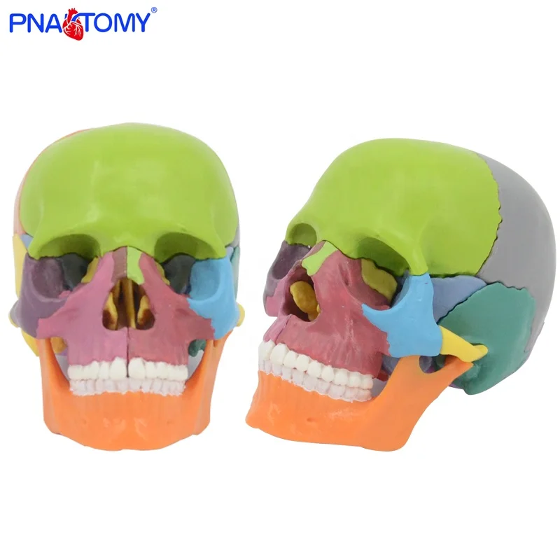 1:2 Detachable Colored Human Skull Model 15 parts Skeleton Anatomy Medical Science Teaching Resources
