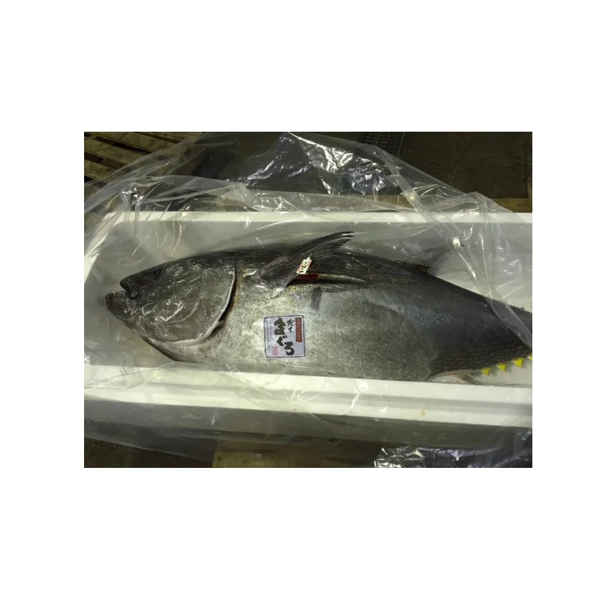 
Japan reasonable price fresh frozen bluefin tuna buyers for sale 