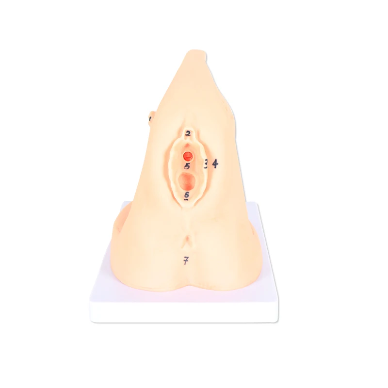 Advanced Female Internal and External Genital Organs