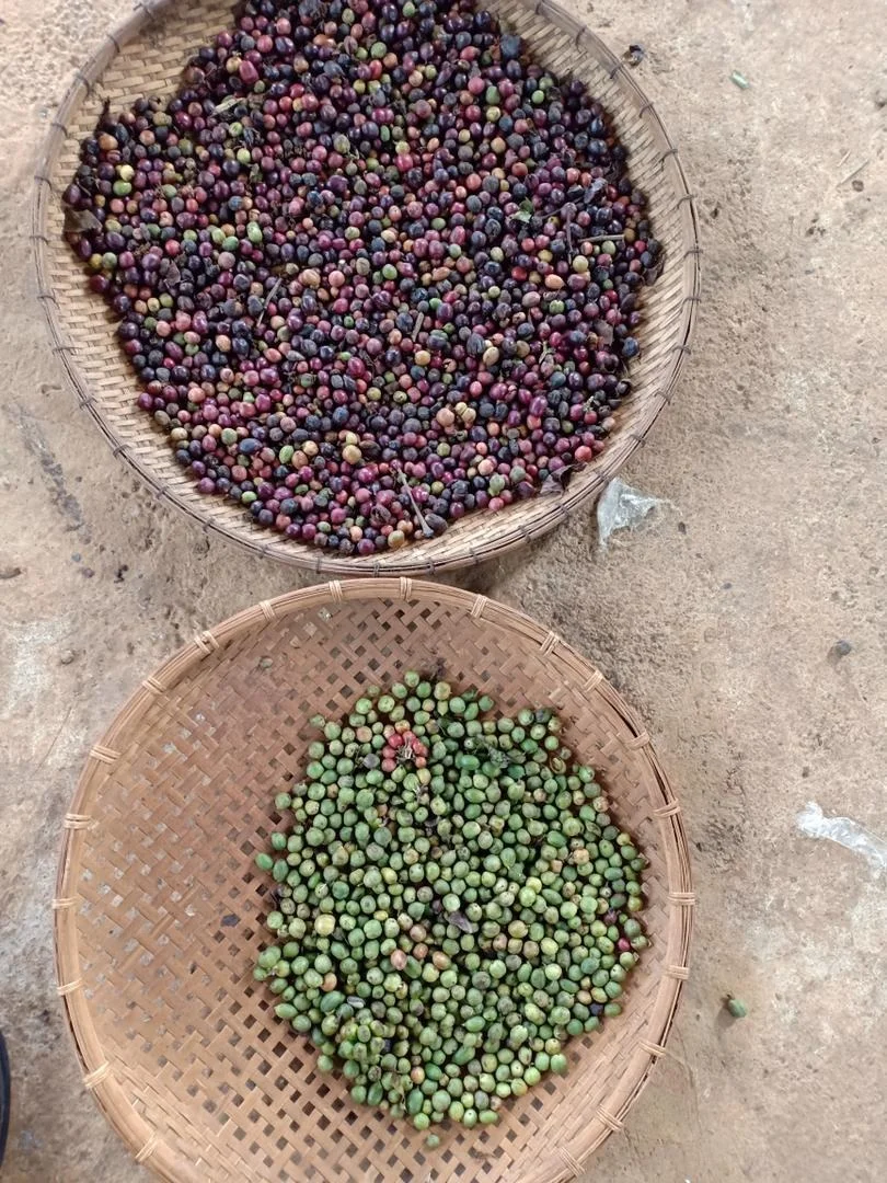 Greece Olive Color Sorter Machine Olive Seed Color Sorter Intelligent CCD Optical with Remote Assistance and CE Certification