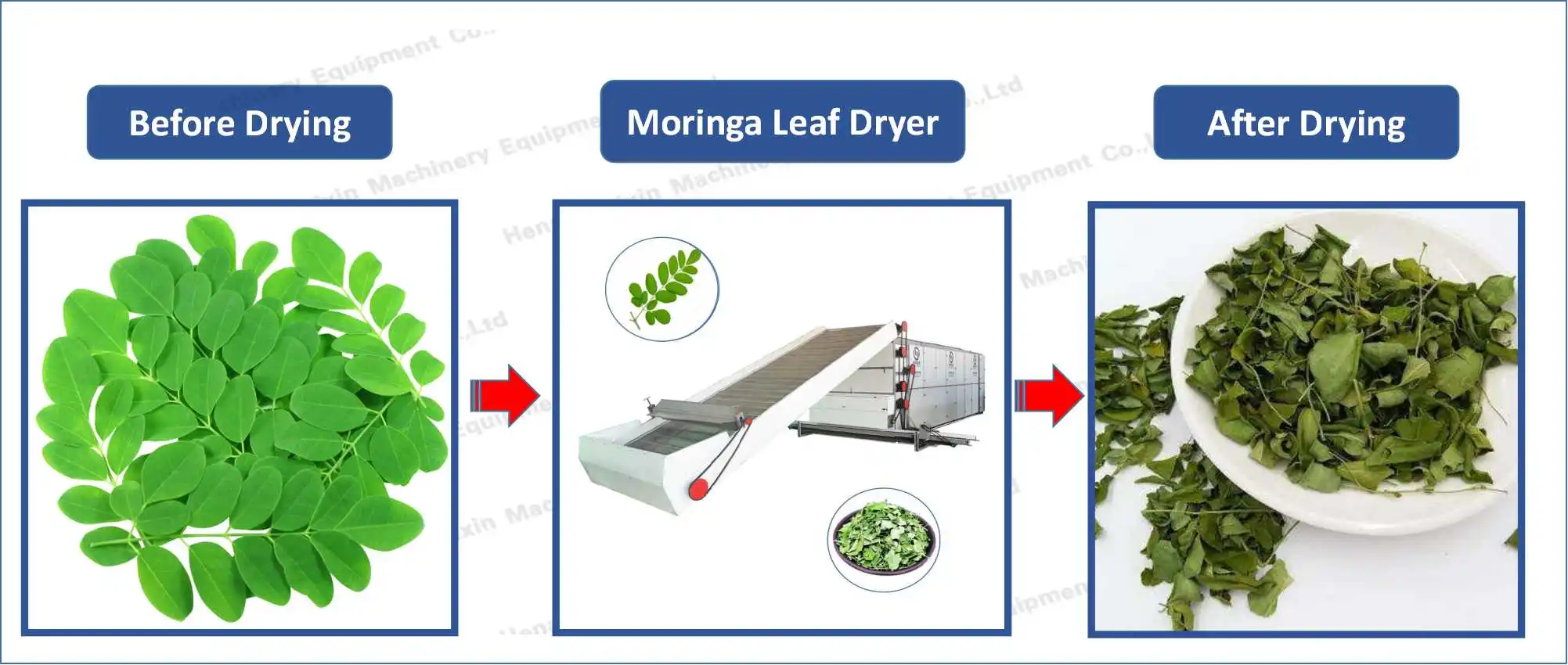 Moringa Leaf Dryer Mesh Belt Dryer Moringa Leaves Drying Machine