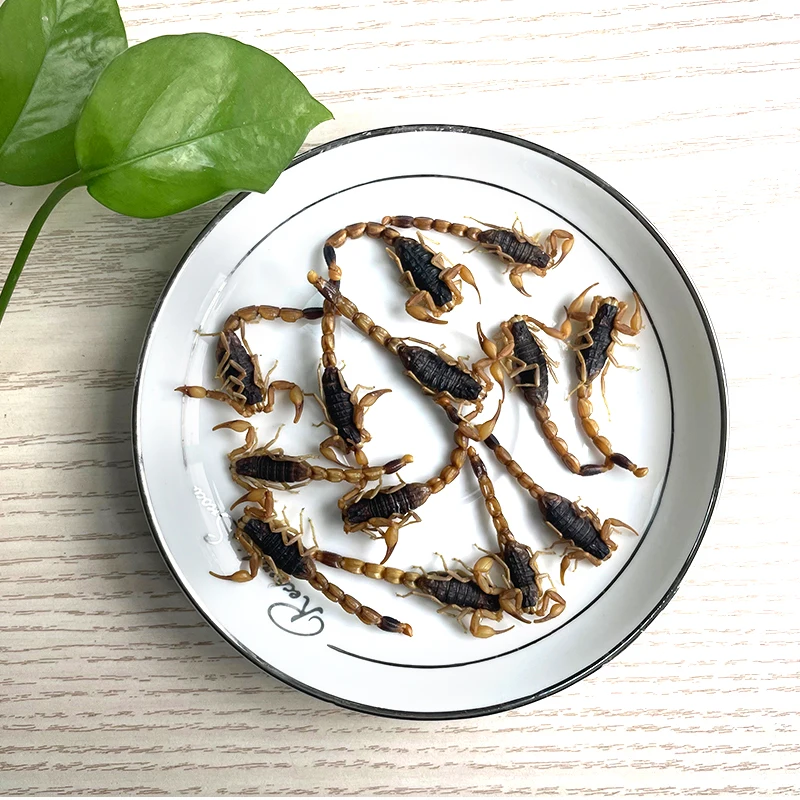 Корм для домашних животных, эко свежий Скорпион, насекомое, белок, пищевой Скорпион для домашних животных