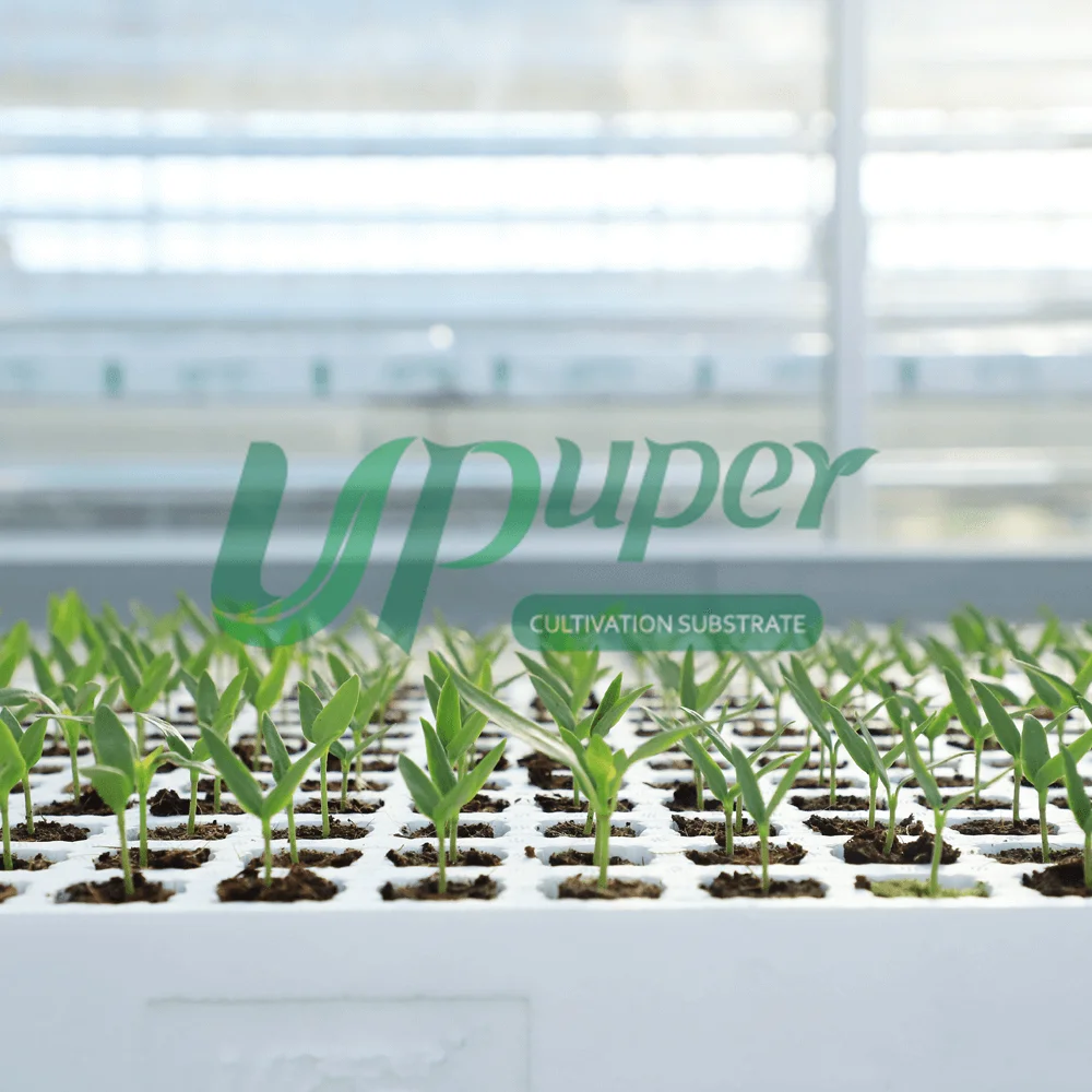 UPuper greenhouse sweet pepper propagation hydroponic seed planting rock wool starter plugs