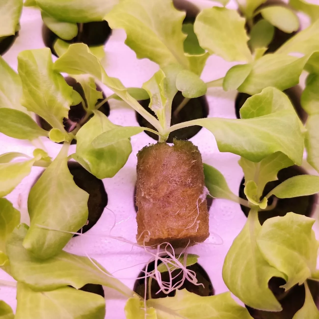 UPuper tower nft channel system lettuce vegetable seeds hydroponics tomato seedling sponge clone root grow plug