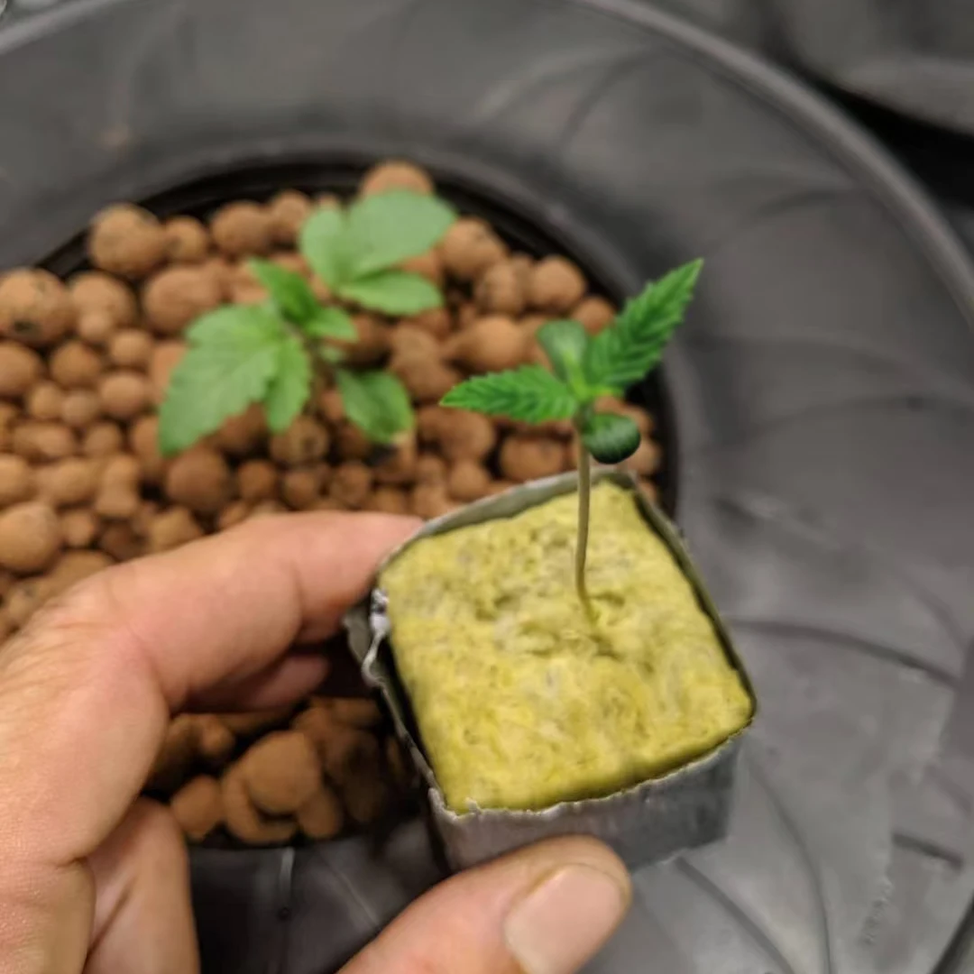 2 Inches Growing Cubes Hydroponic Rock Wool 50x50x50mm Rock Wool Hydroponic Seedling Clone Plugs