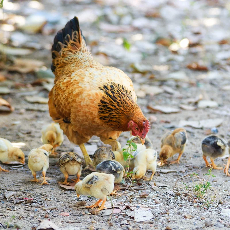 
Cattle cow sheep increase feed intake animal probiotics 