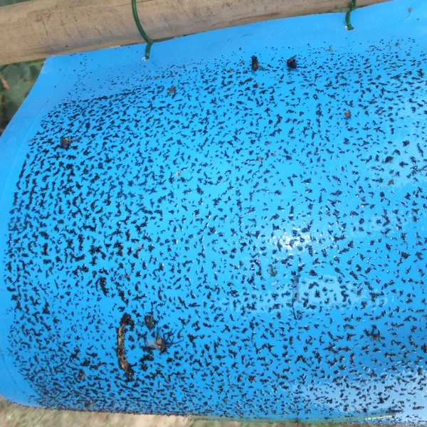 
Effective western flower thrips control feromon lure 