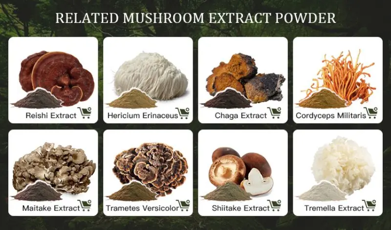 Extraits de Plantes 100% Organic Enoki Mushroom Extract Powder Polysaccharide BETA GLUCAN