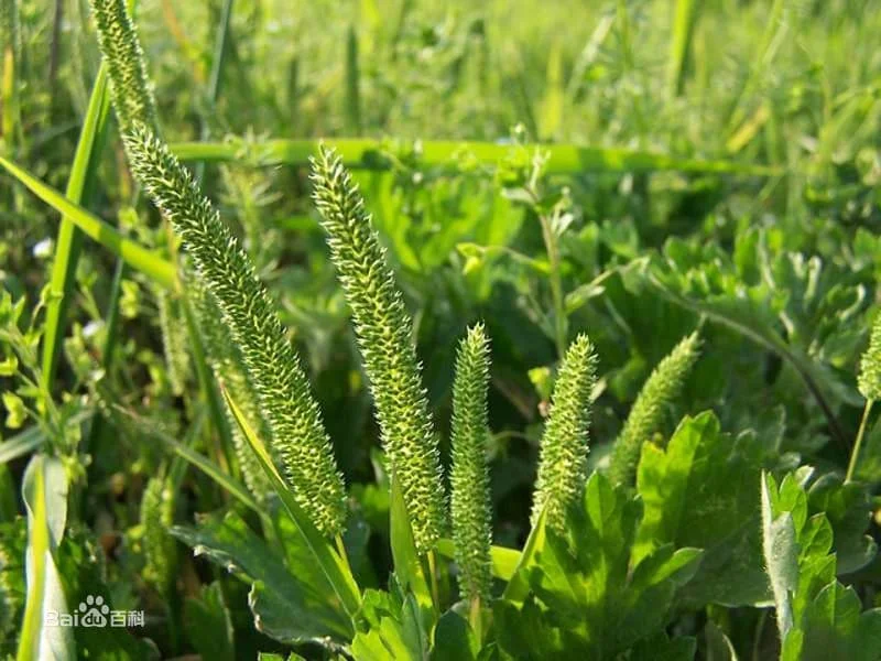 Dairy super Premium alfalfa hay vs timothy hay