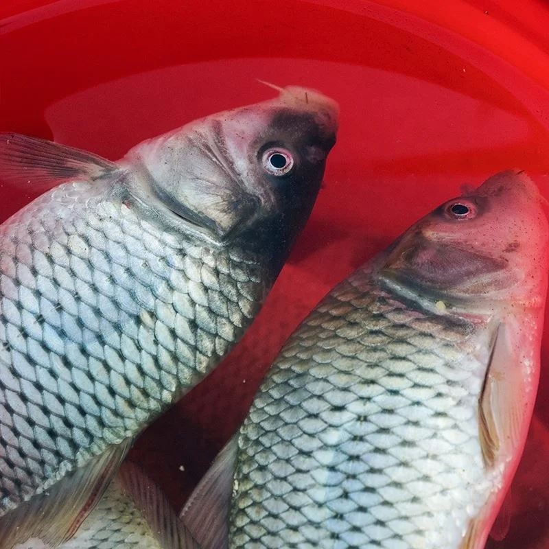 high quality Aquaculture Probiotics to enhance fish immunity