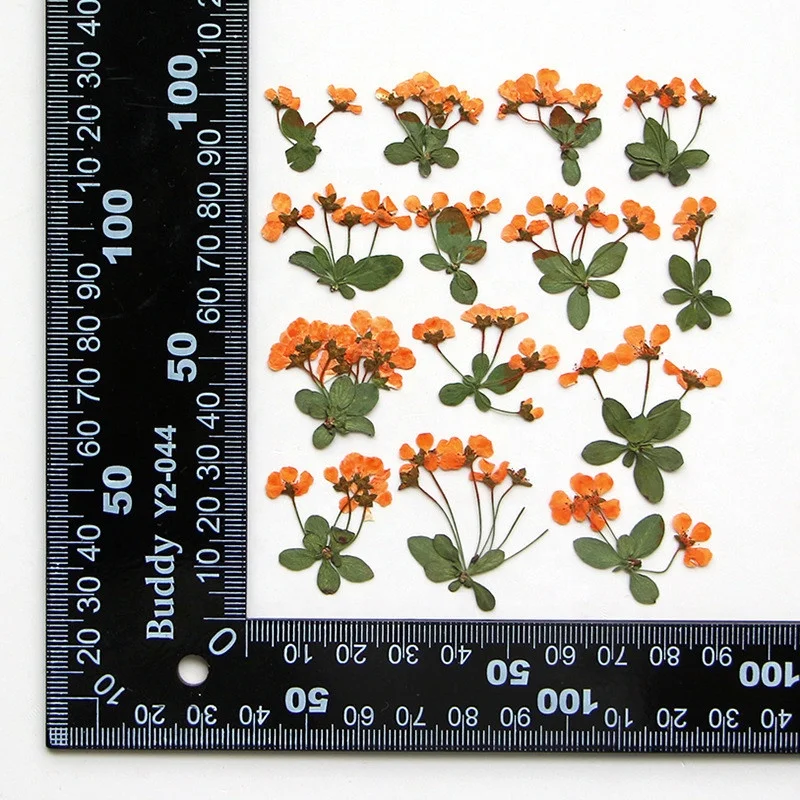 new product Diy Material dried dry giantfalsespiraea pressed False Spiraea flower for nails Bookmark Phone case photo frame