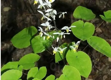 
Good buy Health Care Horny Goat Weed Extract Natural Icariin 98% by HPLC 