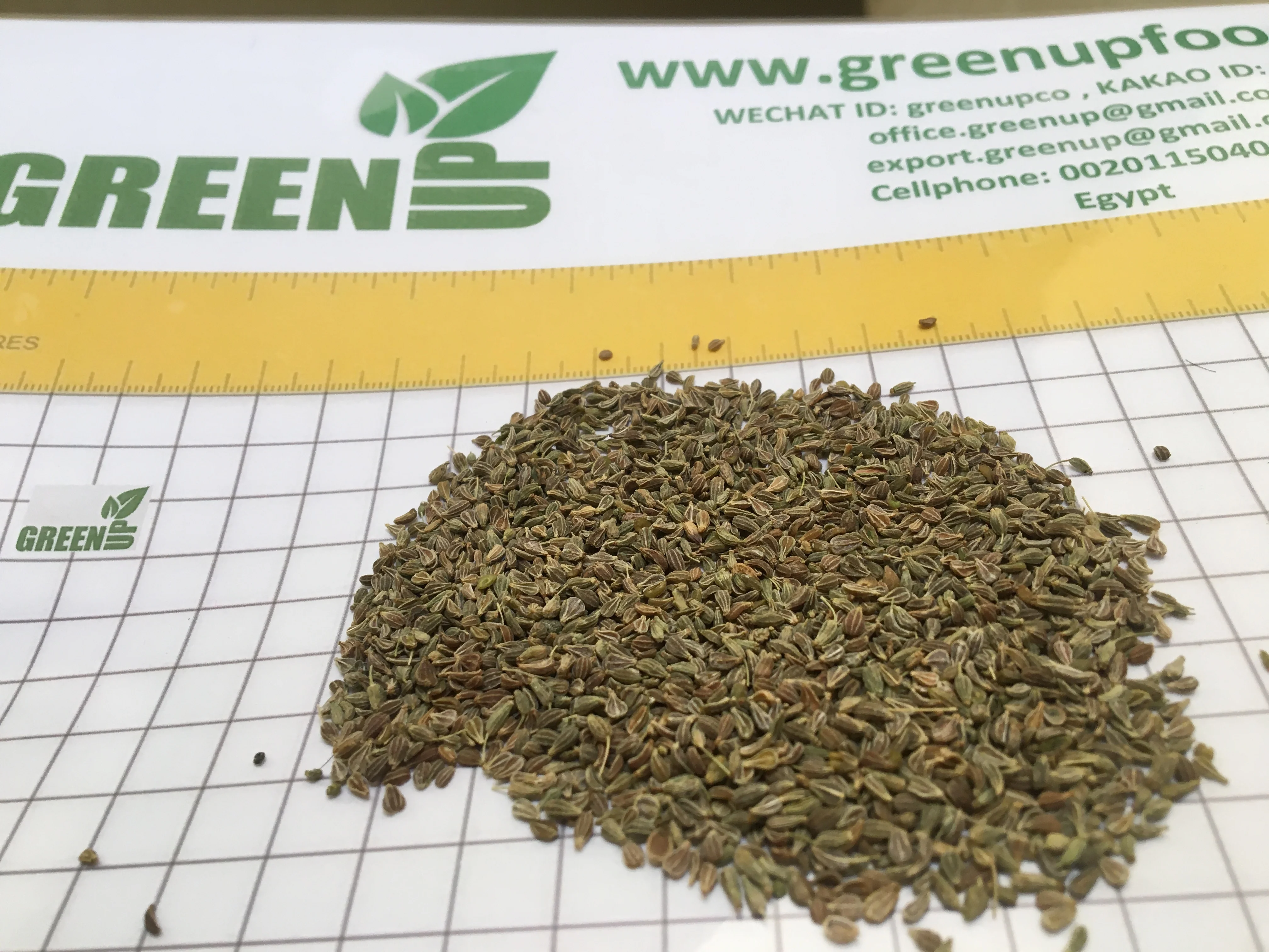 anise seeds Pimpinella anisum anise  herbs  high quality no stem no small seeds good for tea and no empty seeds fresh crops