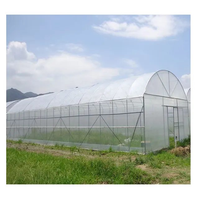 
Singlespan tomato and lettuce agricultural plastic film seedling greenhouse tunnel 