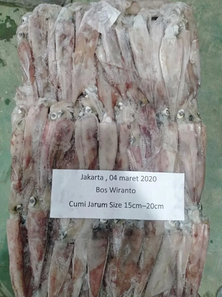 Good Sale Frozen Needle Squid