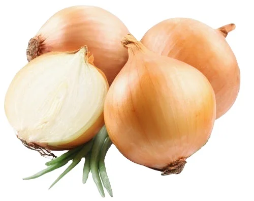 Fresh yellow onion 2021 crop