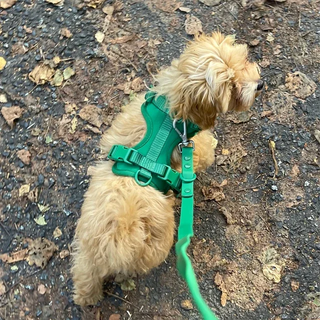 Wholesale custom pvc pet leash collars waterproof soft pvc dog collar and leash harness set