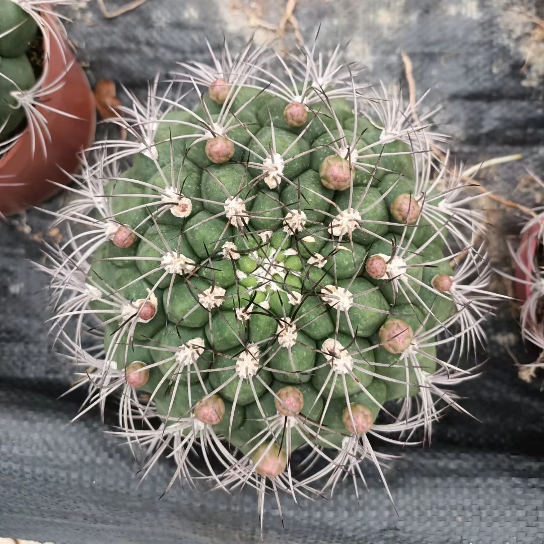 
Wholesale cactus natural plant live woody plants decorate tree cacti Gymnocalycium saglionis 