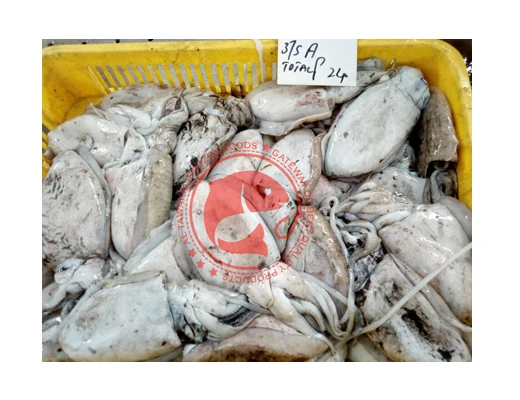 CUTTLE FISH READY FOR SHIPMENT / FROZEN CUTTLEFISH