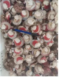 New Season Fresh Half Shell Farreri Scallop Frozen in Bulk with Bag Packaging Farreri Scallop