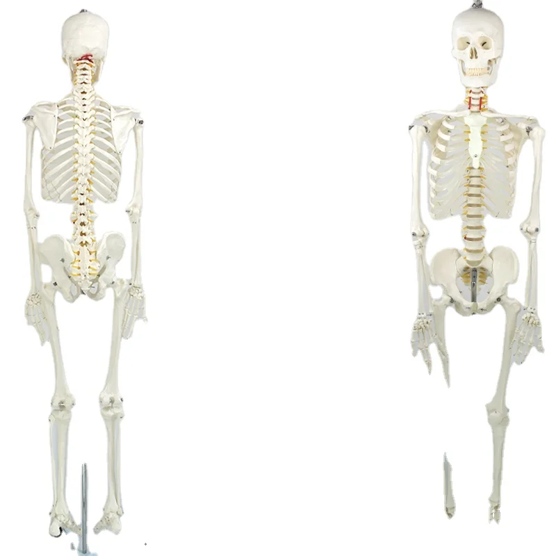 Anatomical Human Teaching Model of 170cm Human Skeleton with Natural size of pvc
