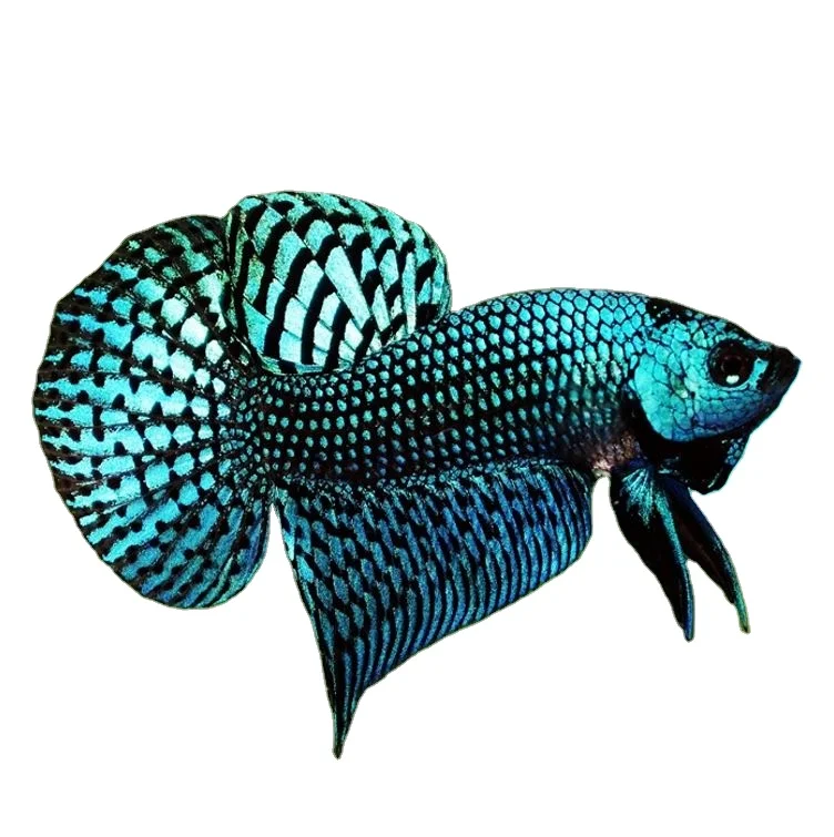 
WILD BETTA - Muticolor Thailand Betta Fish Premium Quality Plakat Siamese Fighting Fish Ornamental Aquariums 