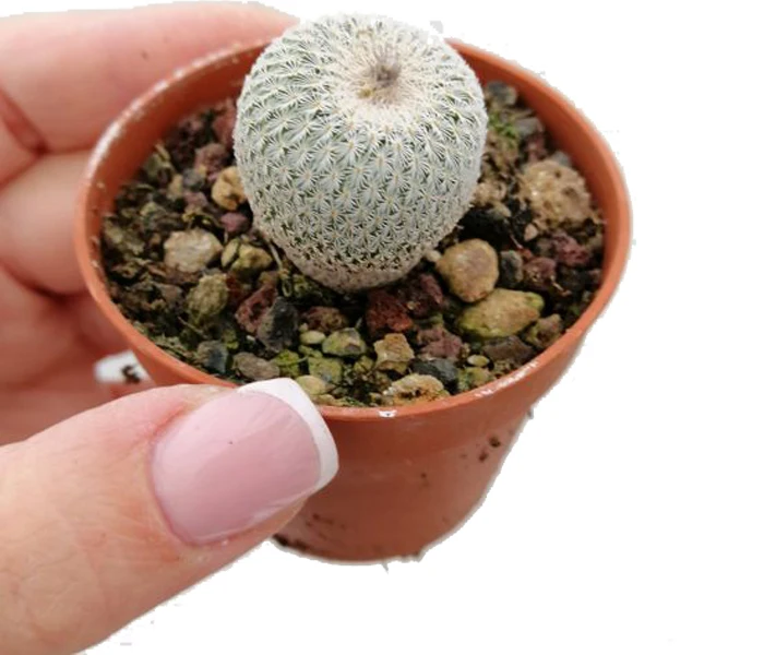 
Best Indoor Deco Mini Real Cacti Live Cactus Succulent Plants for Sale or Planters or Gifts 