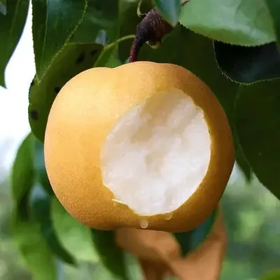2023 New season Fresh China Golden Pear/Century Pear/Crown Pear for sale Asian Pears Ya Sand Pear with cheap price