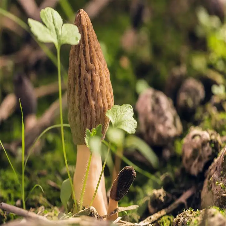  Высшее качество оптовые продажи морельный гриб высушенный Morchella Esculenta из