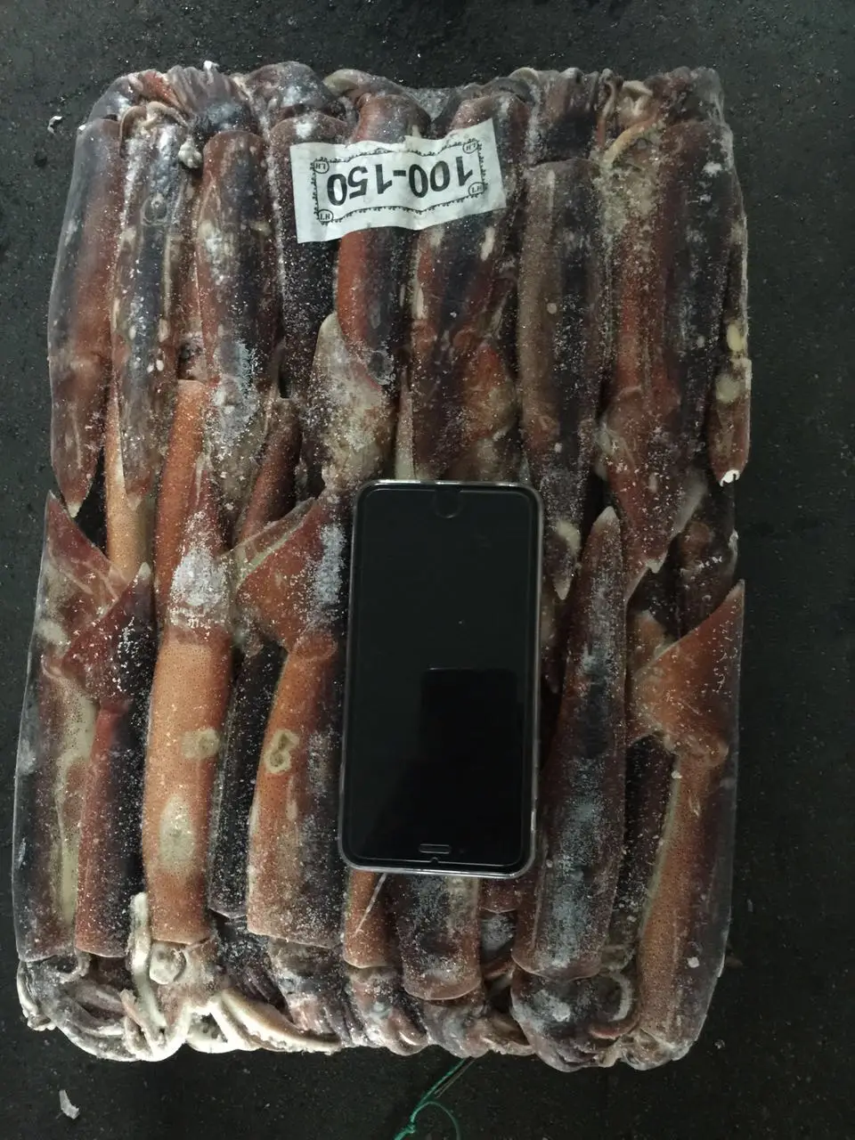 
cheap frozen black squid WR peru squid giant size price frozen for canning/market 