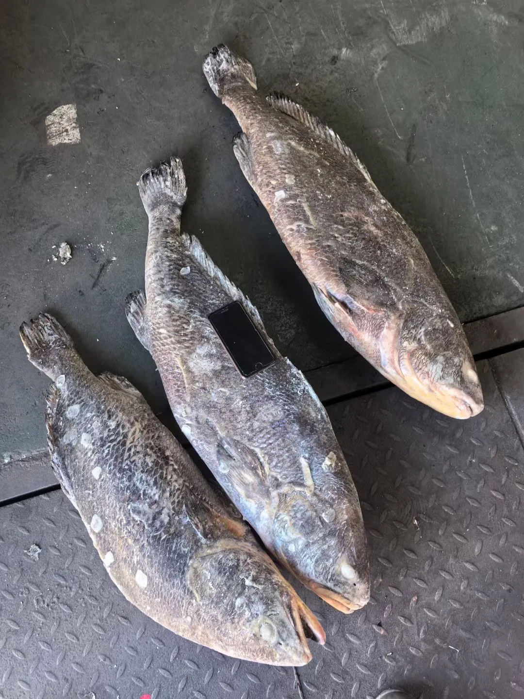 Farm Raised Chinese Croaker Fish Gutted For Sale 4-8kg Iqf Bulk Frozen Brown Croaker G&s