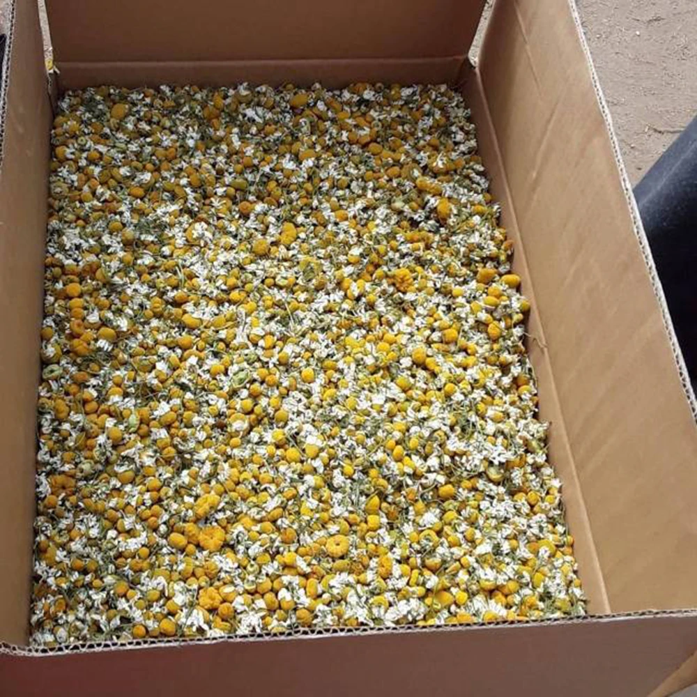 Сушеные из чистого кашемира высокое качество сырья Chamaemelum nobile цветы ромашки