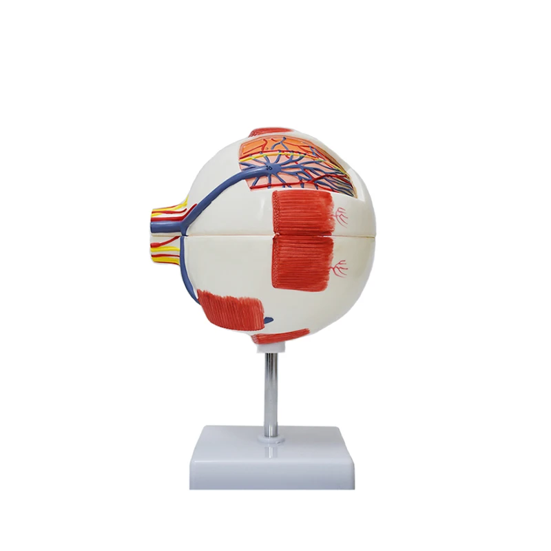 Production of High-quality Human Anatomical Models the Eyeball Showing Nerve Distribution and Structure