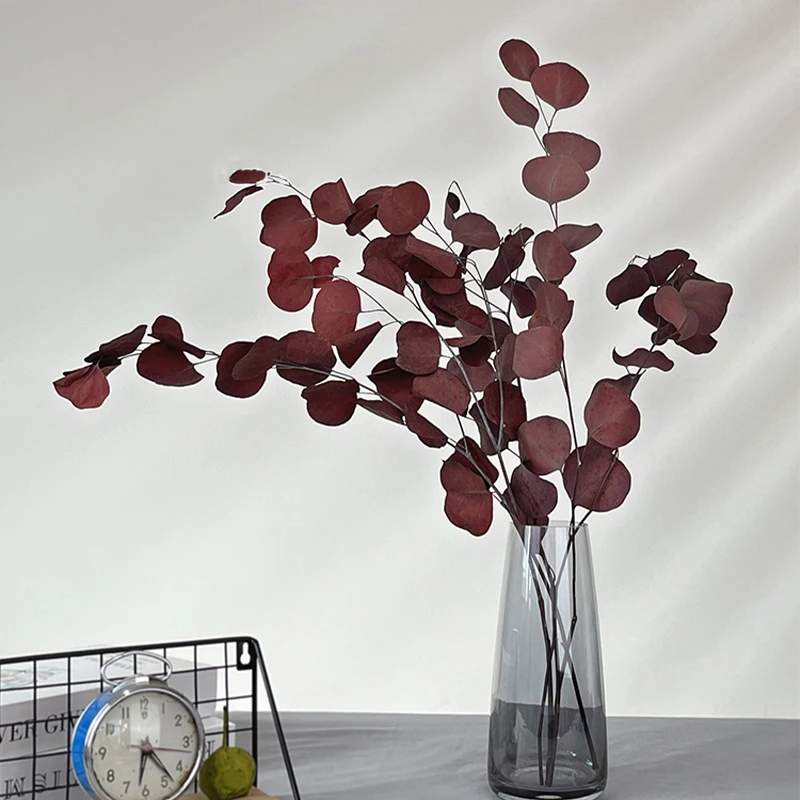 Dried Preserved Eucalyptus Stems Natural Silver Dollar Leaves Real Fresh Eucalyptus Plant Branches wreath home wedding decor