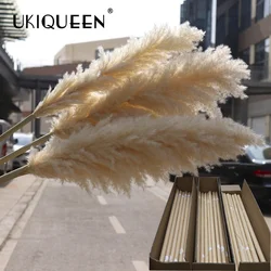 Factory Wholesale Boho Wedding Home Decor Natural Dried Tall Fluffy Large Reed Plume Pampass Grass Pompas Grass Pampas Grass