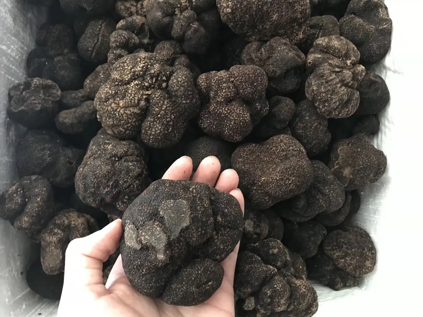 DETAN 2023-2024 New Season Premium Quality Wild Chinese Winter Fresh Black Truffles Mushroom