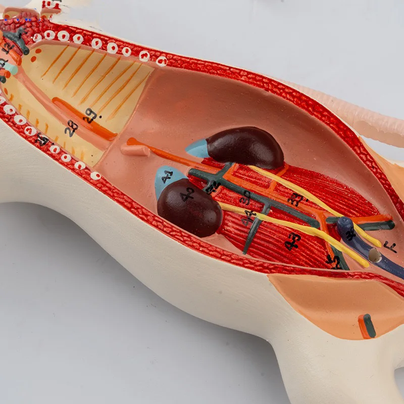Mouse internal organ structure anatomy model biology teaching experimental animal anatomy animal husbandry specimen