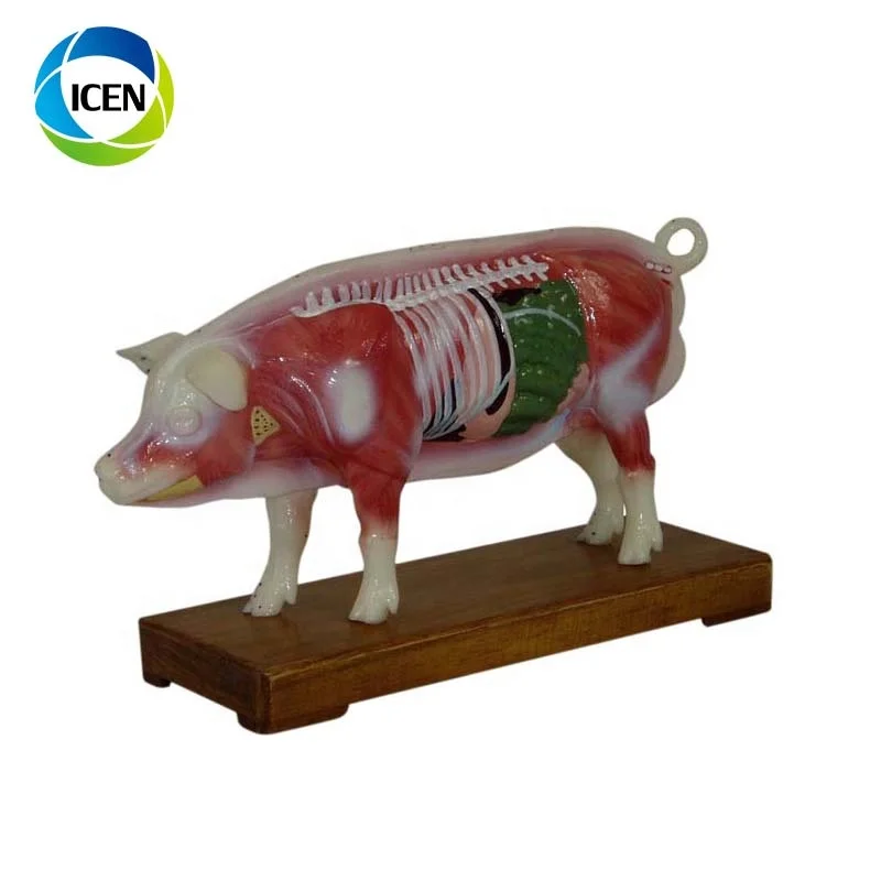 IN-502  Medical Cow Anatomic Acupuncture 3d animal model