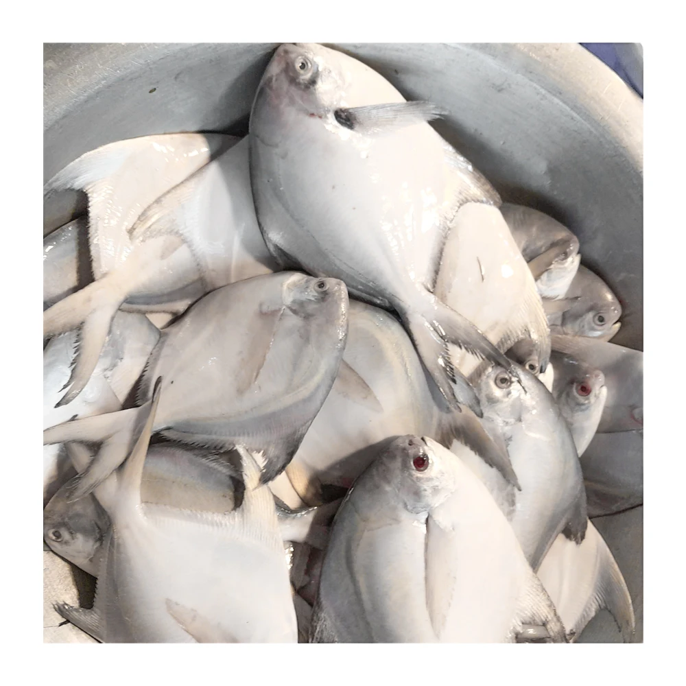 Frozen white pomfret fish frozen silver pomfret fish frozen silver pomfret exports