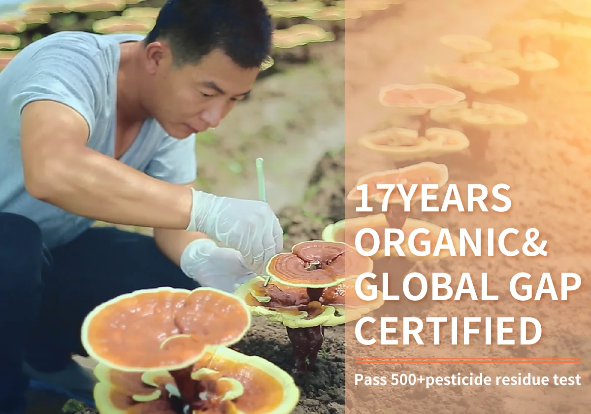 Травяной растворимый кофе Ganoherb с экстрактом грибов Lingzhi Reishi