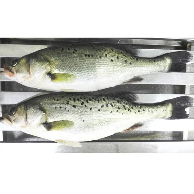  Хорошее качество свежего морского окуня замороженные морепродукты для