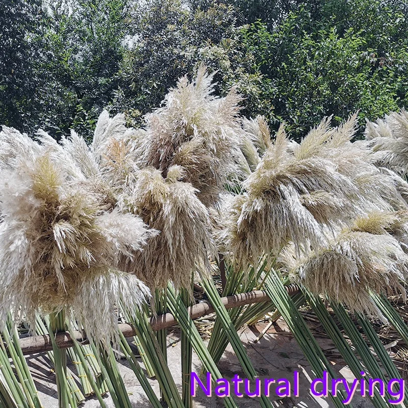 Wholesale Pampas Country beige Natural Dried Pampas Grass For wedding home hotel