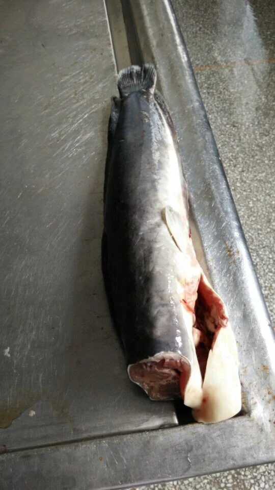 Frozen Catfish HGT / Catfish Fillets