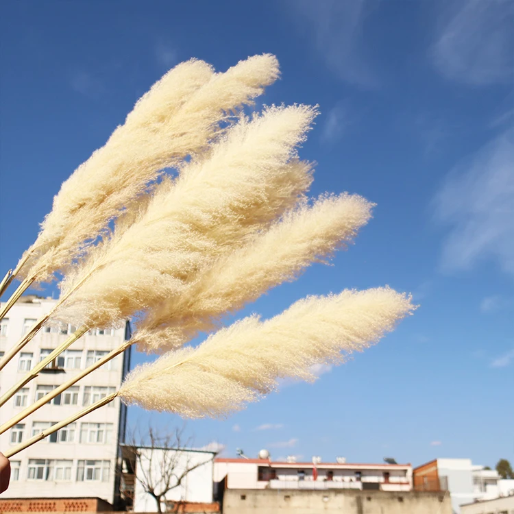 AA-5 2022 New Arrivals Amazon 7 Sticks Natural Decorative Flowers Dried Flower Artificial Flowers Large Pampas Pampa Grass