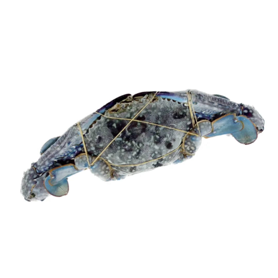 Frozen Whole Round Blue Swimming Crab Portunus Pelagicus Seafood Best Quality from Indonesia