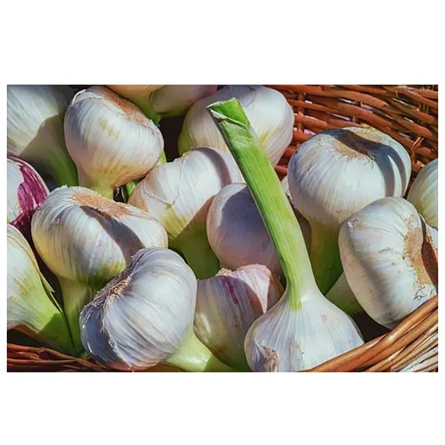 
Hot selling high quality nature crop clove garlic South Africa 