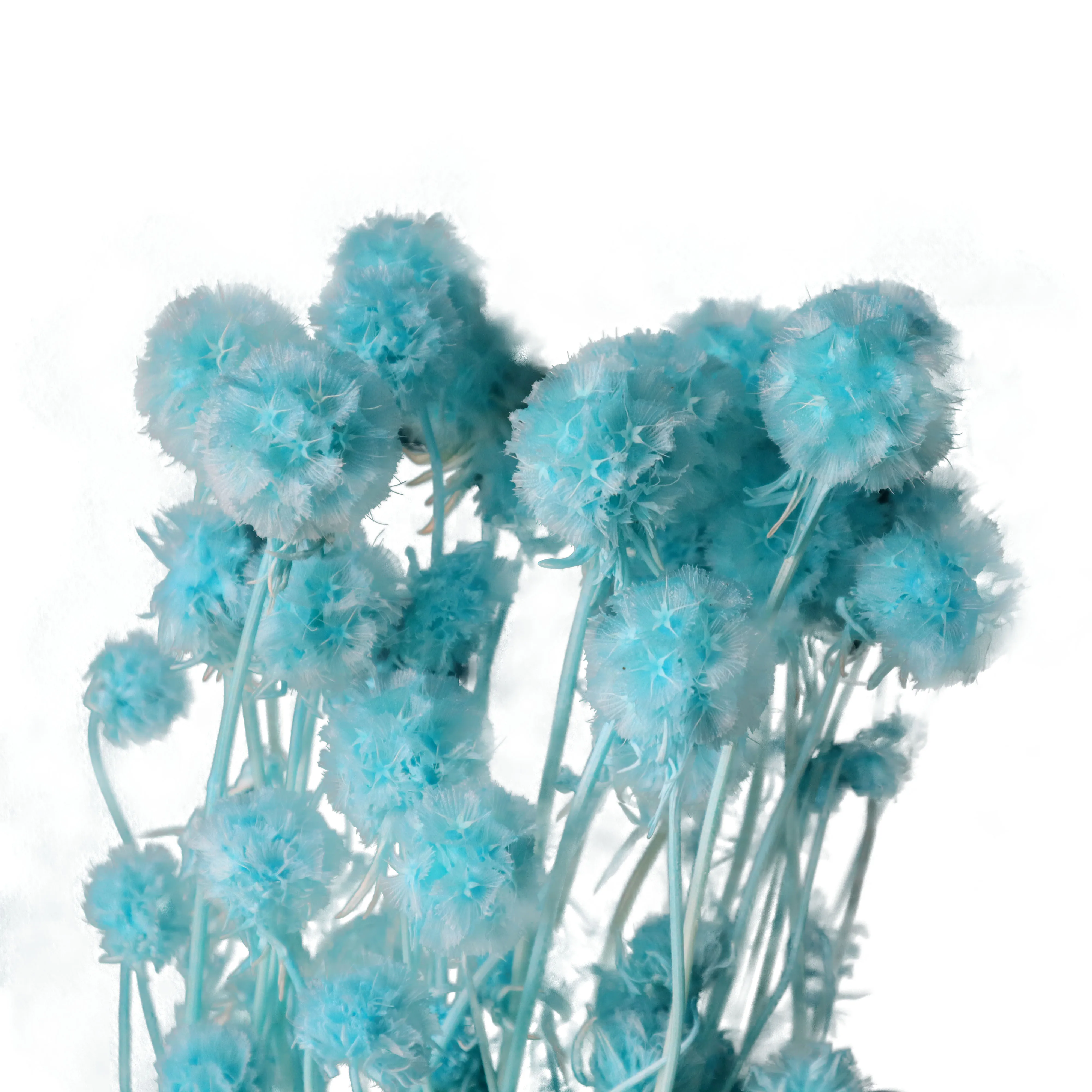 2021 Hot Selling Real Preserved Dried Flower Windmill Fruit Flower Nature Plant Preserved Flowers