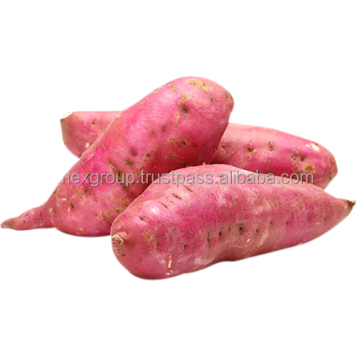 Оптовая продажа, свежий сладкий картофель 100%, свежий фиолетовый сладкий картофель, конкурентоспособная цена, органический фиолетовый сладкий картофель из Вьетнама