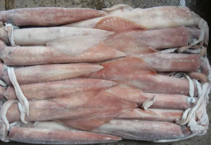 Recommend Wholesale High Quality Good Price Fresh Frozen Illex Squid With High Popularity